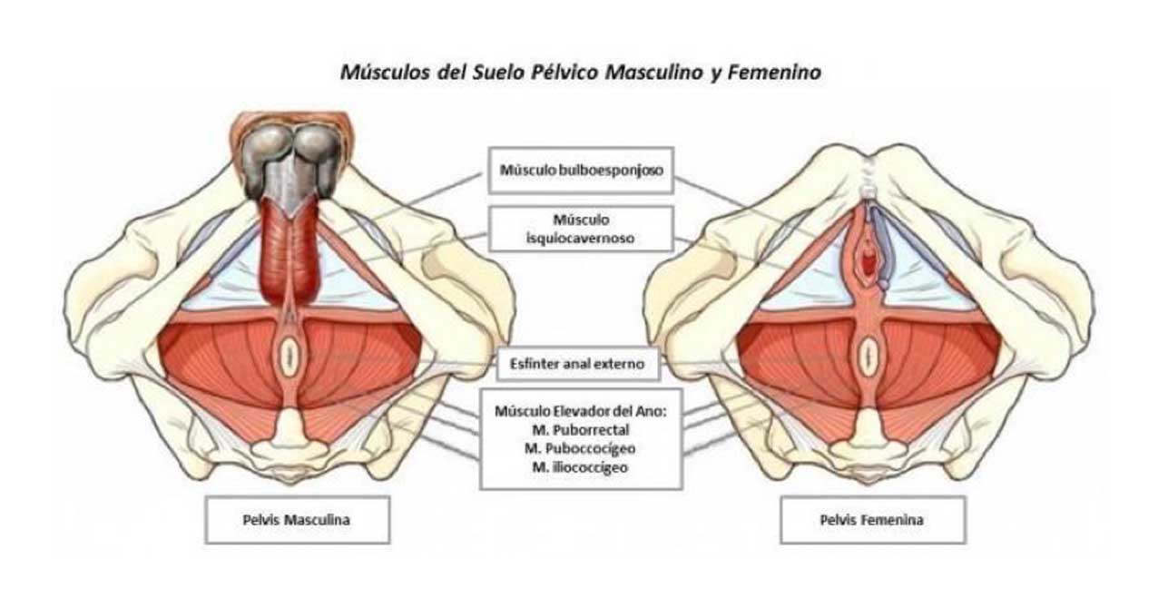 suelo-pelvico-2